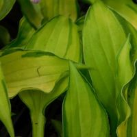 Hosta  'Lemon Lime'
